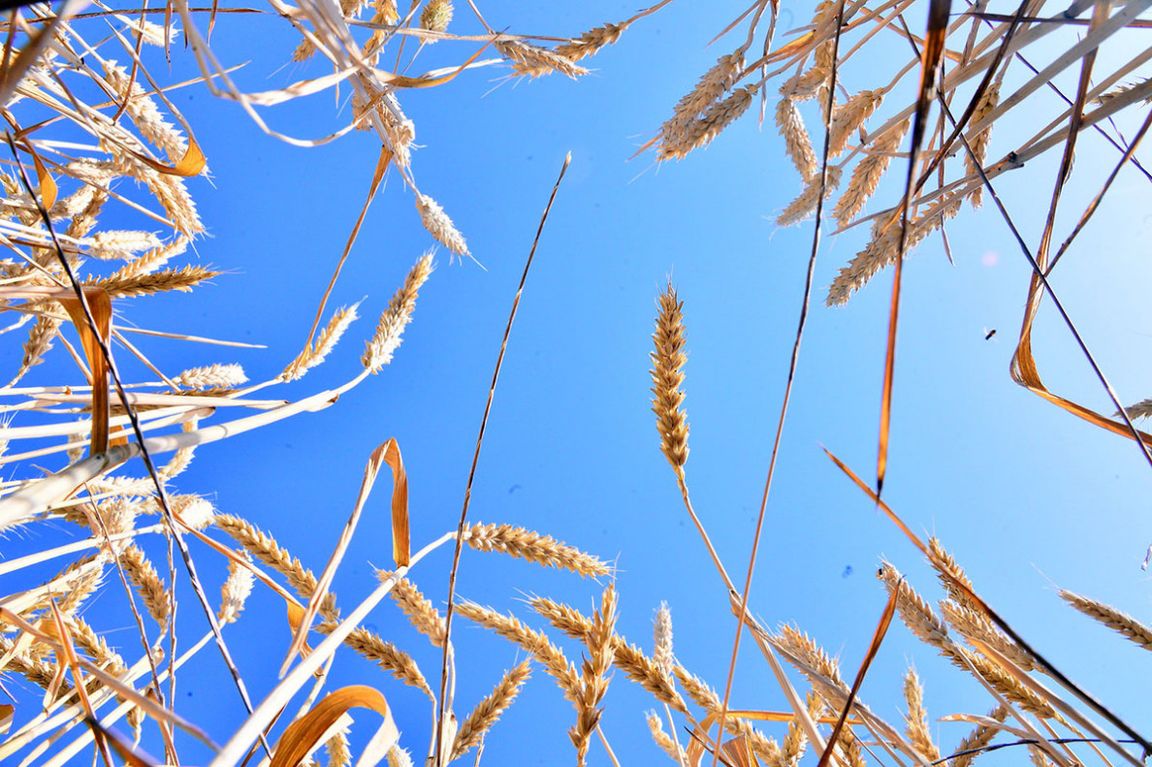 Wheat harvesting started in Turkmenistan